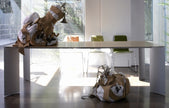 MESA DE COMEDOR EVO - Blanco y Walnut