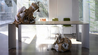 MESA DE COMEDOR EVO - Blanco y Walnut